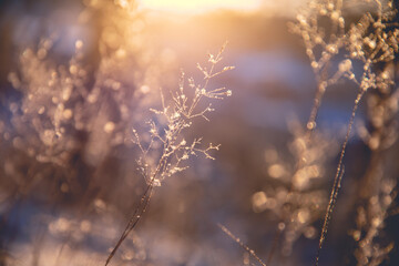 十大公认最香的花香植物