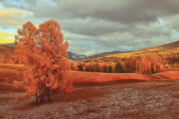 十大公认最香的花香植物