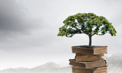 十大公认最香的花香植物