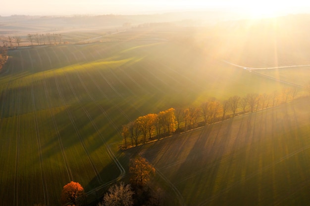 十大公认最香的花香植物