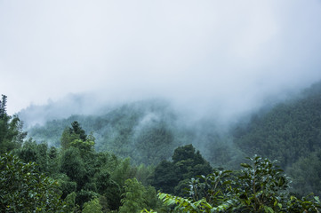 十大公认最香的花香植物